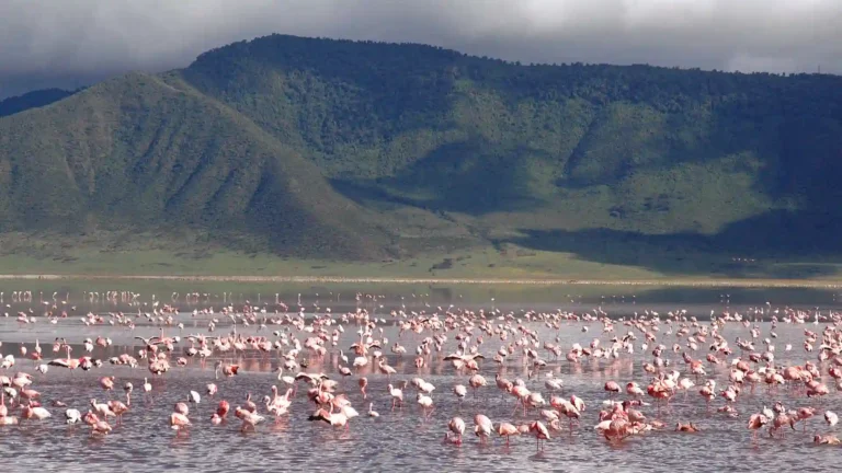 Ngorongoro Crater, birdlife