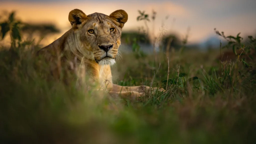 drives reveal big cats 2