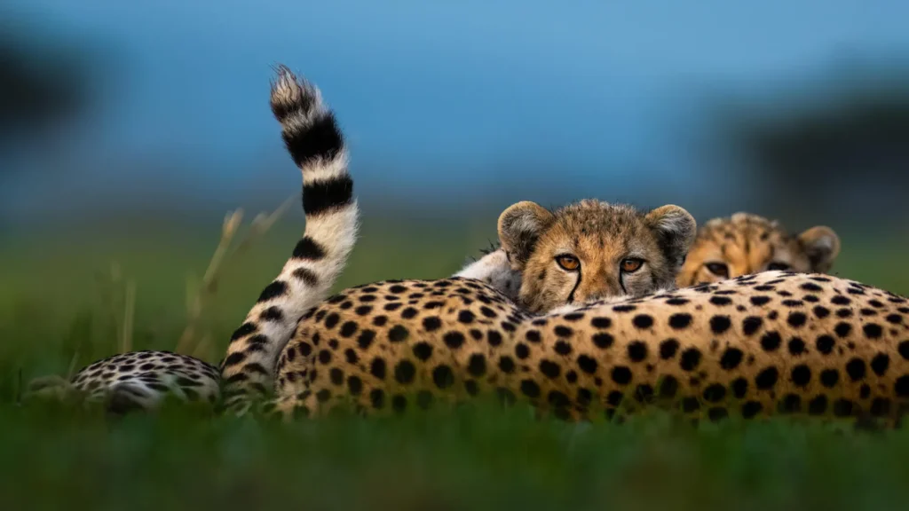 drives reveal big cats