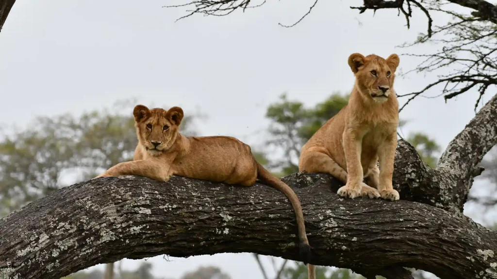 drives reveal big cats