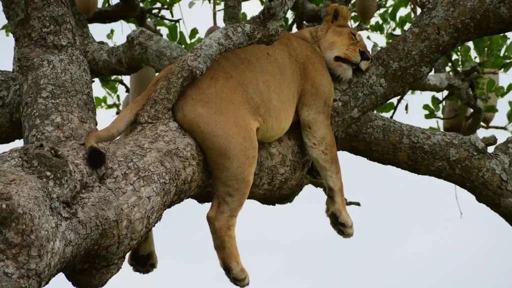 private Grumeti Reserve lion sleeping on the tree