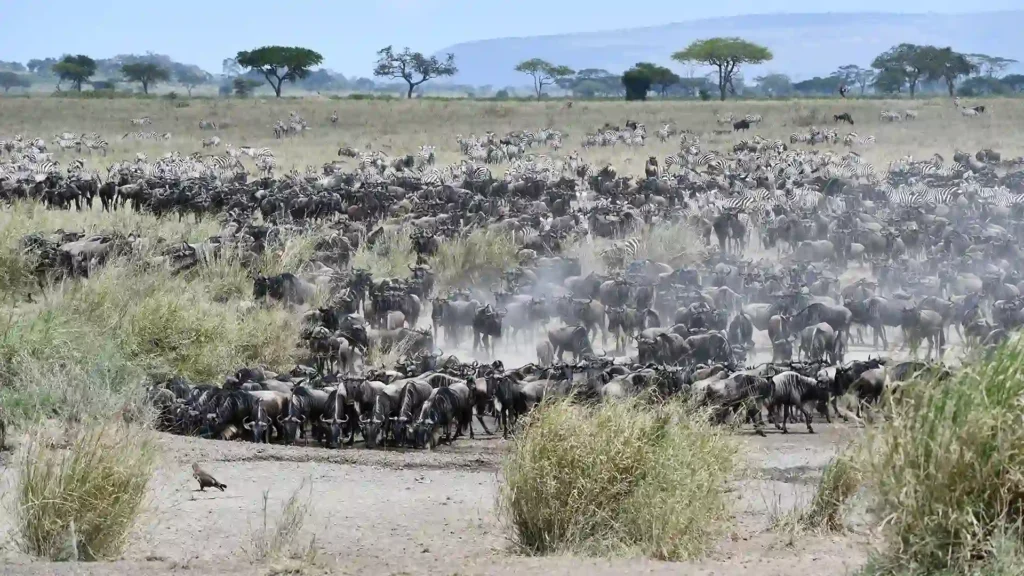 Great Migration route