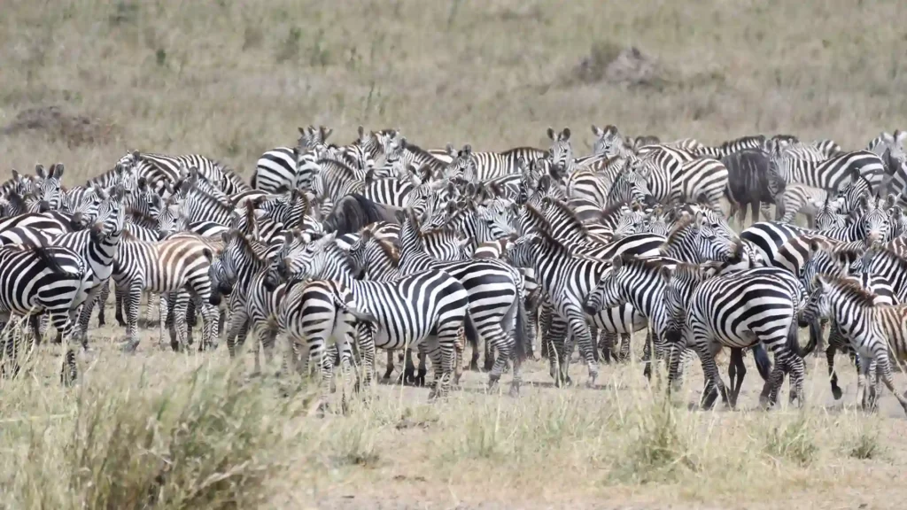 large herds of plains wildlife