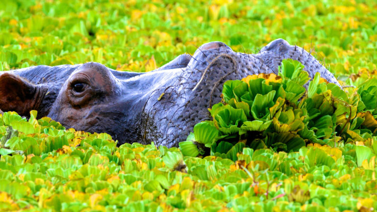 Tanzania-Safari-Beach-day-2to4-4