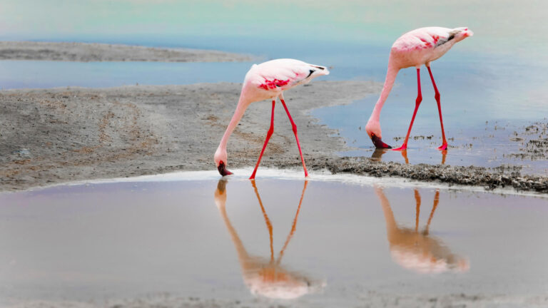 Tanzania-Safari-Beach-day-2to4-6