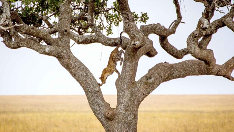 Mwiba Wildlife Reserve