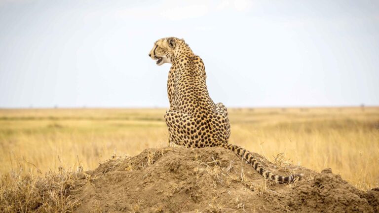 Mwiba Wildlife Reserve Chitaah