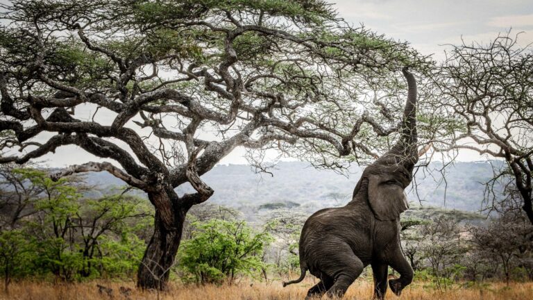 Ngorongoro Crater, Elephant