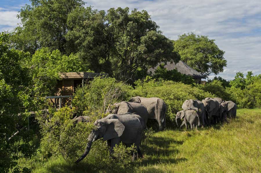 africa_botswana_okavango_delta_vumbura_plains_camp_eles_credit_mike_myers_gallery