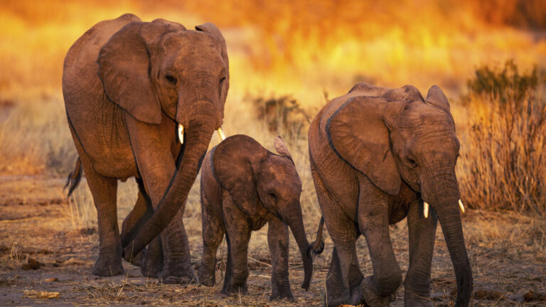 jabali_ridge_-_elephants