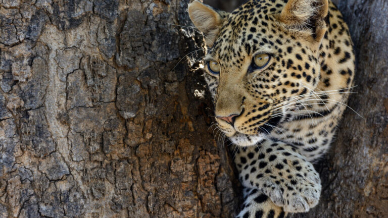 jabali_ridge_-_leopard