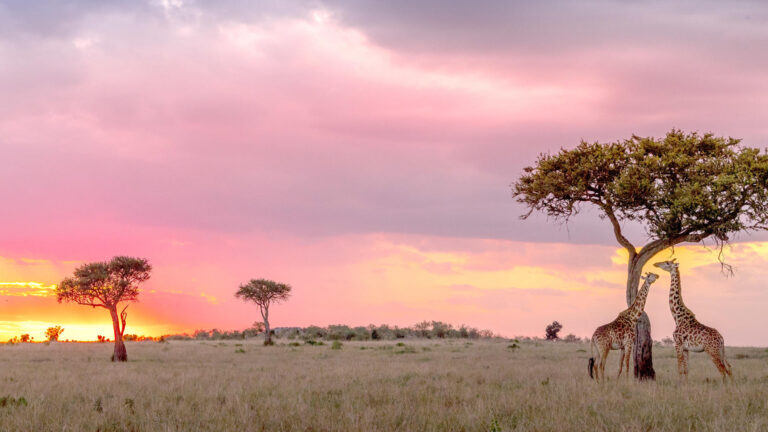 masai_mara_national_reserve-istock-1057907004