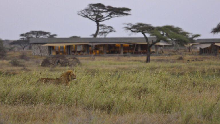 namiri_plains_-_lions_with_main_area2