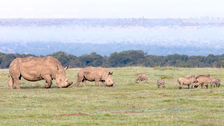 ol_pejeta_conservancy-shutterstock-1685263060