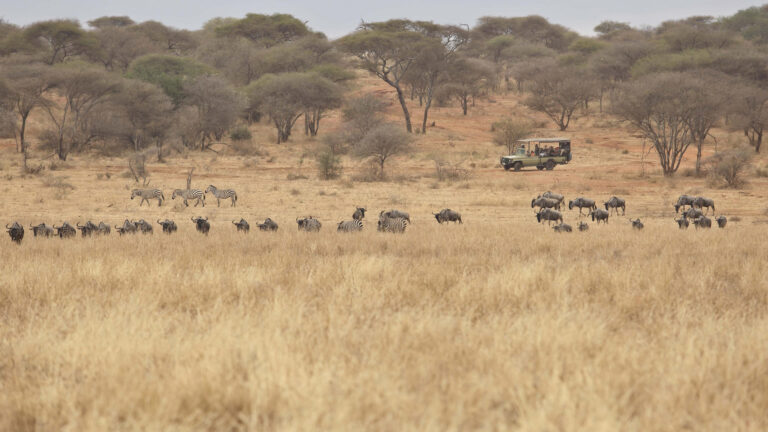 olivers_camp_-_elephant_viewing