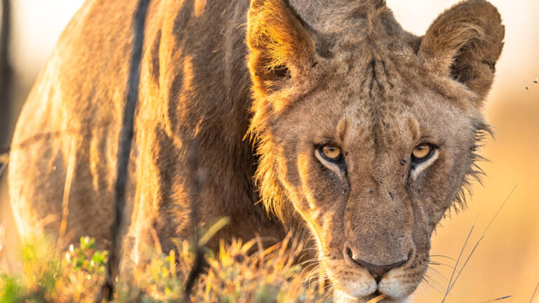 rekero_camp_-_lioness