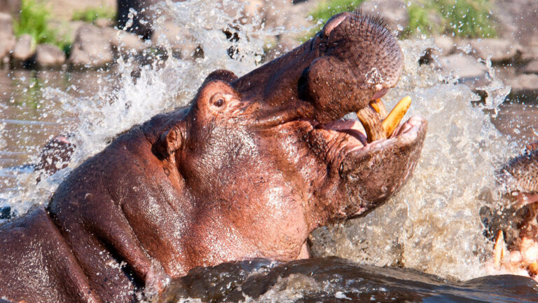 ruaha_national_park_-_andrew_molinaro-_shutterstock_108684671