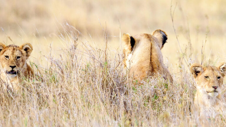 shutterstock_1660958929