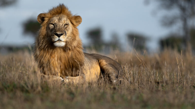 singita-serengeti-4