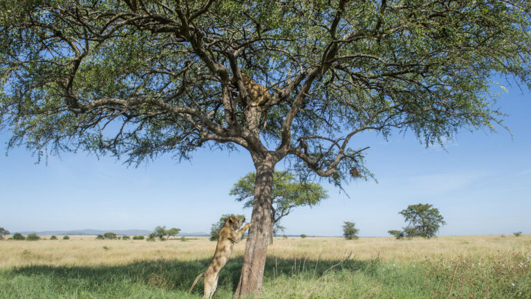 singita-serengeti-8