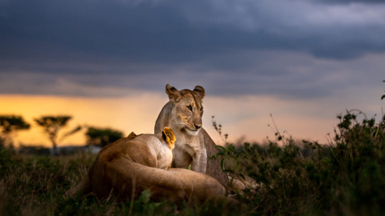 singita-serengeti-9