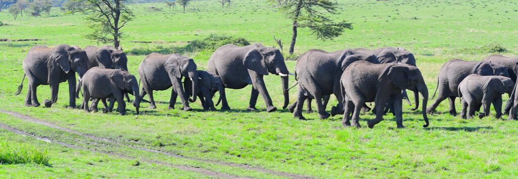 9 Days / 8 Nights
Northern Tanzania Safari Adventure (Superior)