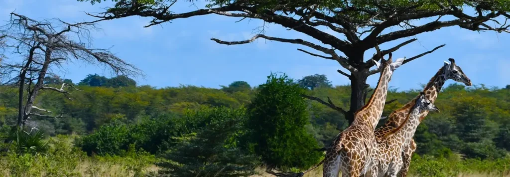 10 Days / 9 Nights
 Serengeti and Beyond Safari