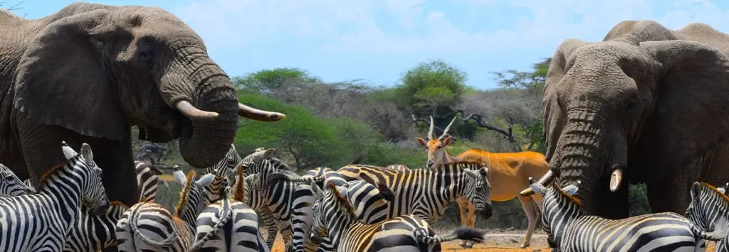 9 Days / 8 Nights
Thrilling Safari in Kenya
