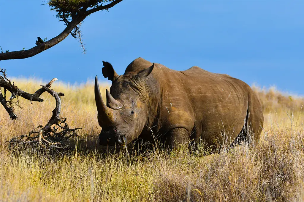 Black Rhinos in the Ngorongoro Crater