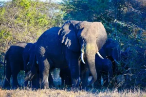 Understanding Elephant Communication Sounds You Might Hear on an African Safari | Travel Africa & More