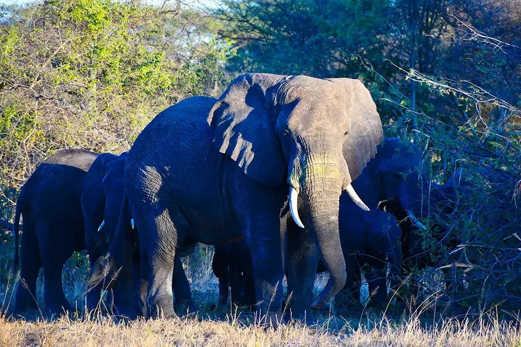 Understanding Elephant Communication Sounds You Might Hear on an African Safari | Travel Africa & More