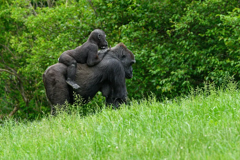 Why Gorilla Trekking Is One of Africa’s Greatest Wildlife Experiences