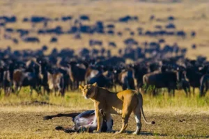 What Is the Masai Mara Famous For? A Complete Guide