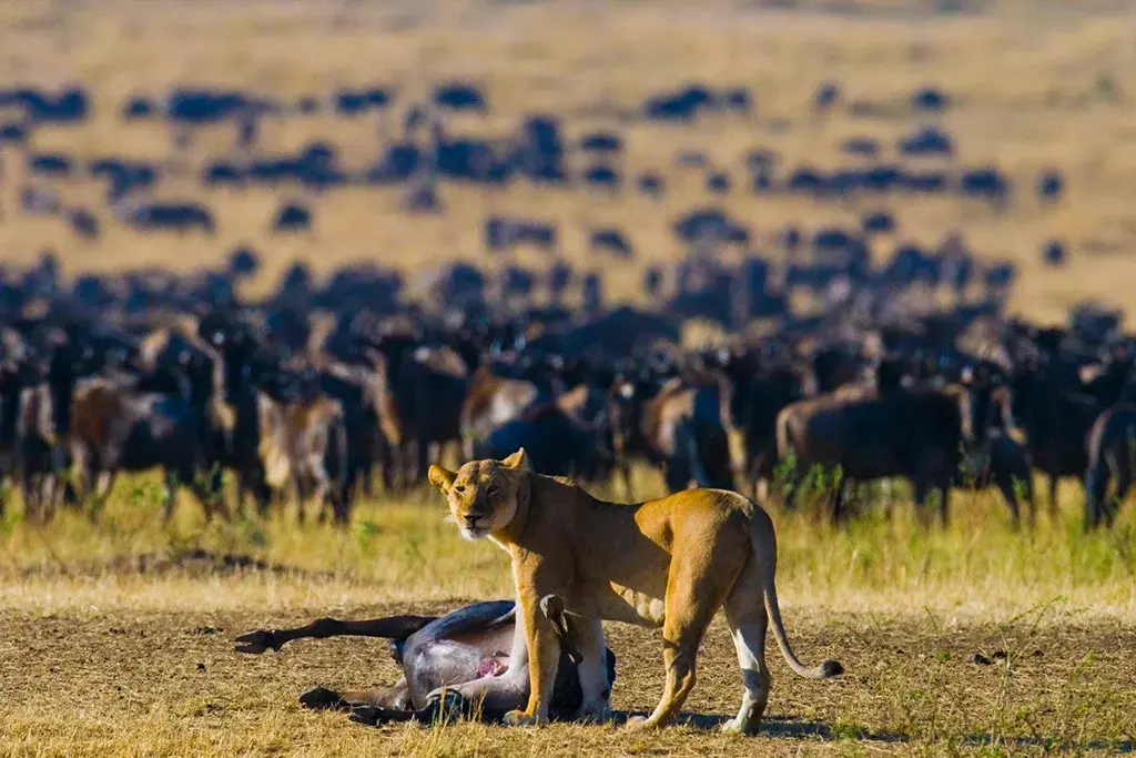 What Is the Masai Mara Famous For? A Complete Guide