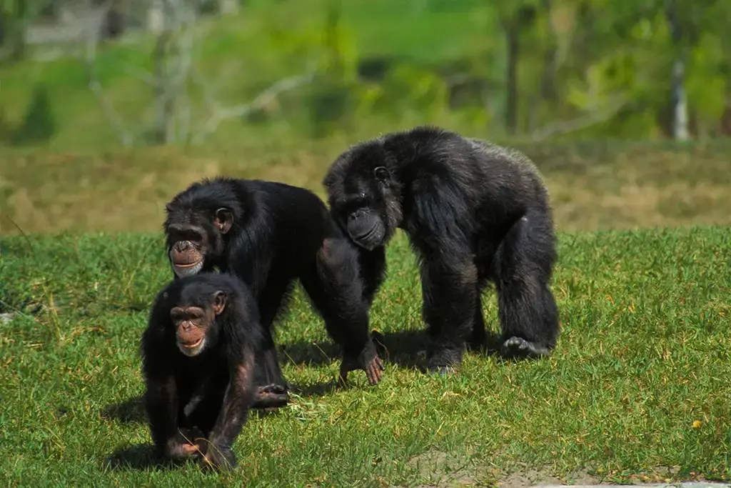 Why Gorilla Trekking Is One of Africa’s Greatest Wildlife Experiences