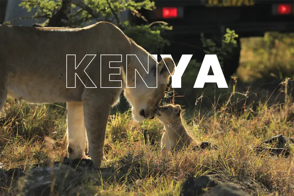 Best Time for a Safari in Kenya