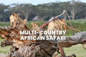 Tips for Planning a Multi-Country African Safari
