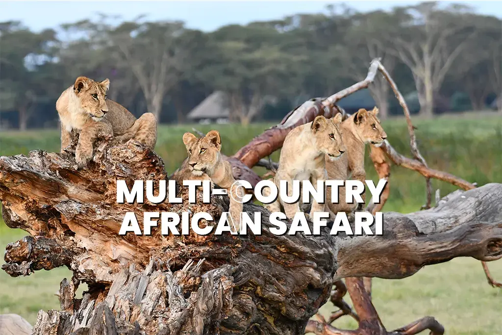 Tips for Planning a Multi-Country African Safari