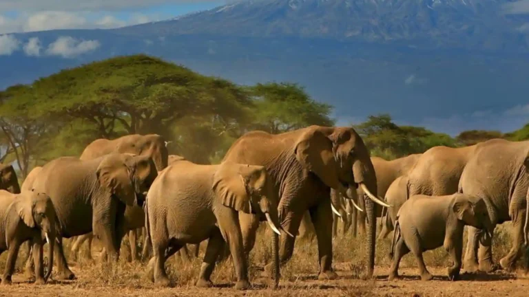 Amboseli National Park 1