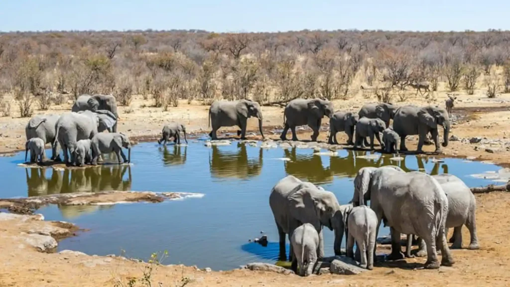 8 Days / 7 Nights
Thrilling Safari in Kenya