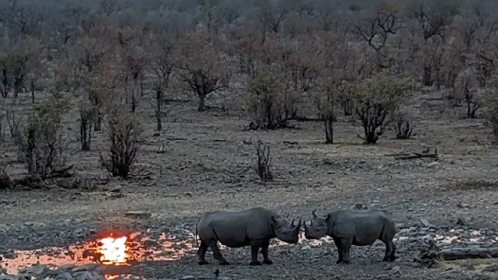 Budget Etosha National Park 2
