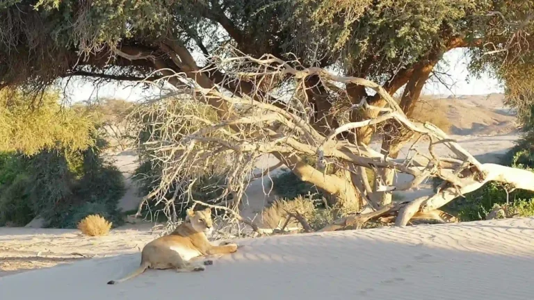 Luxury Skeleton Coast 1