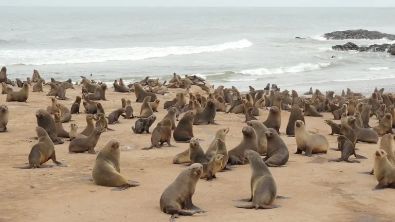 Luxury Skeleton Coast 2