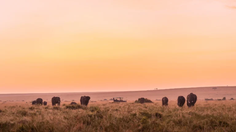 Masai Mara 2