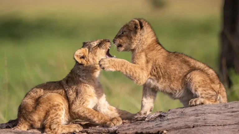 Masai Mara Game Reserve 1