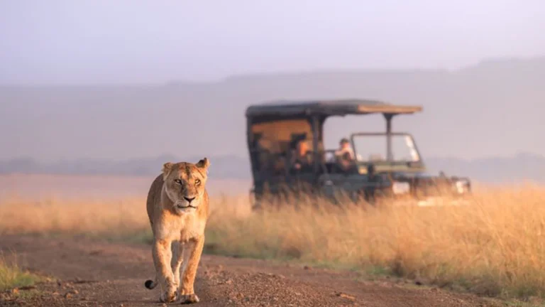 Masai Mara Game Reserve 2