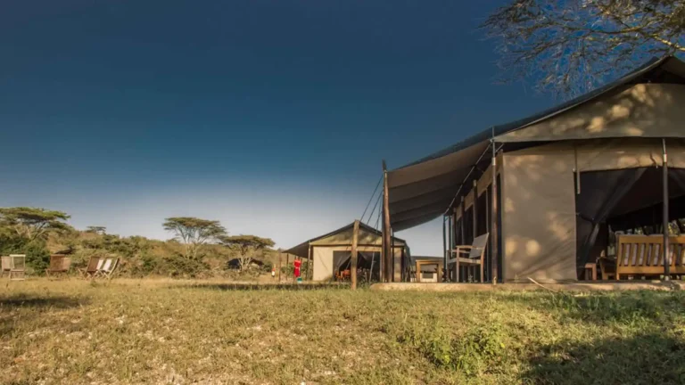 Masai Mara web