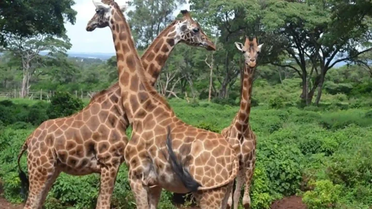 Nairobi 1