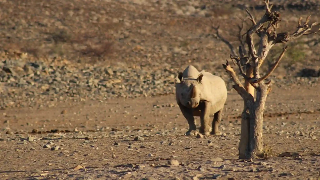 Preminum Damaraland 3