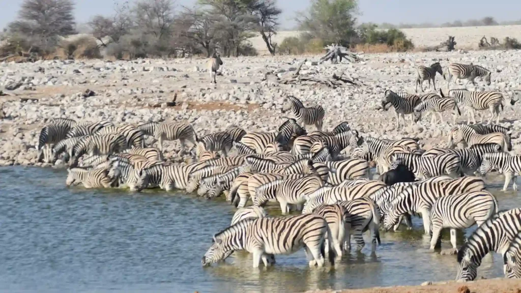Preminum Onguma Private Game Reserve 6
